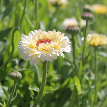 Ringelblume Snow Princess (Samen)