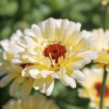 Ringelblume Snow Princess (Samen)