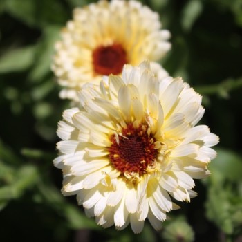 Ringelblume Snow Princess (Samen)
