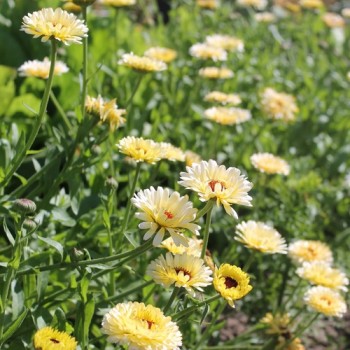Ringelblume Snow Princess (Samen)