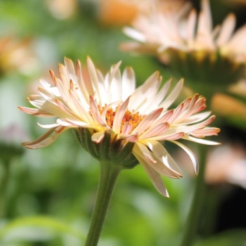 Ringelblume Sunset Buff (Samen)