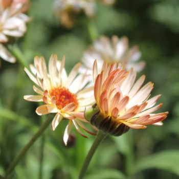 Ringelblume Sunset Buff (Samen)