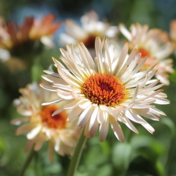 Ringelblume Sunset Buff (Samen)