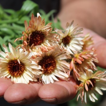 Ringelblume Sunset Buff (Samen)