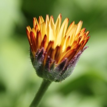 Ringelblume Sunset Buff (Samen)