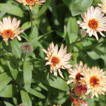 Ringelblume Sunset Buff (Samen)
