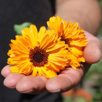 Ringelblume Touch of Red Orange (Samen)