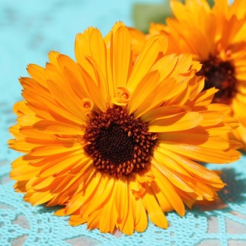Ringelblume Touch of Red Orange (Samen)