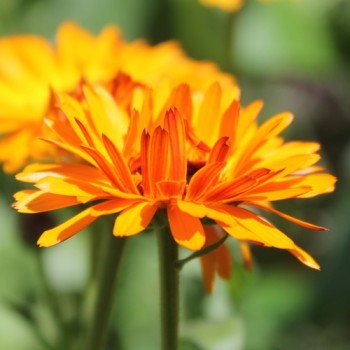 Ringelblume Touch of Red Orange (Samen)