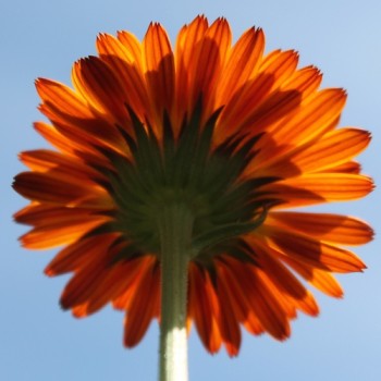 Ringelblume Touch of Red Orange (Samen)