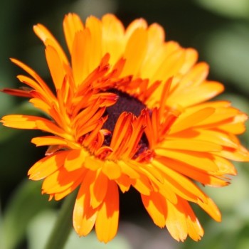 Ringelblume Touch of Red Orange (Samen)