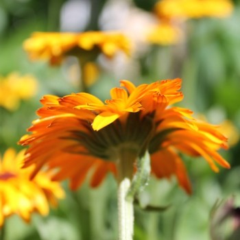 Ringelblume Touch of Red Orange (Samen)