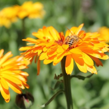 Ringelblume Touch of Red Orange (Samen)
