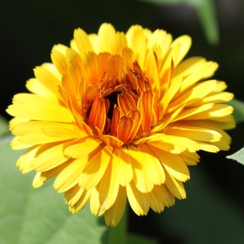 Ringelblume Touch of Red Yellow (Samen)