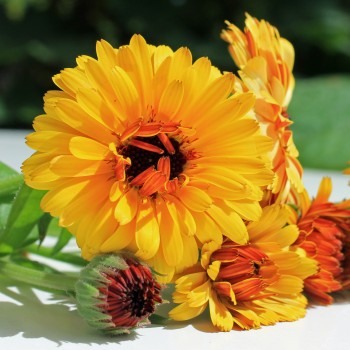 Ringelblume Touch of Red Yellow (Samen)