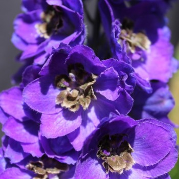 Rittersporn Black Knight (Samen)