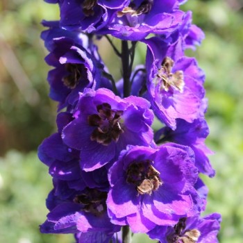 Rittersporn Black Knight (Samen)