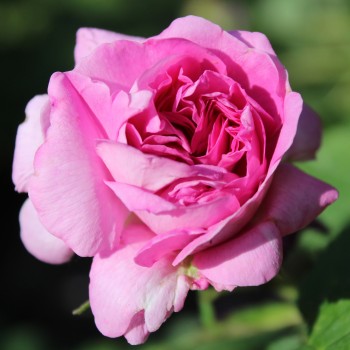 Rose Gloire des Jardins (Pflanze)