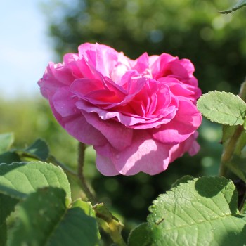 Rose Gloire des Jardins (Pflanze)