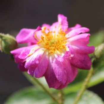 Kletterrose Veilchenblau (Pflanze)