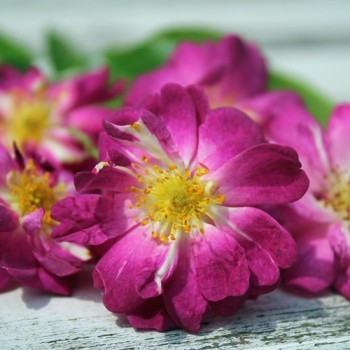 Kletterrose Veilchenblau (Pflanze)