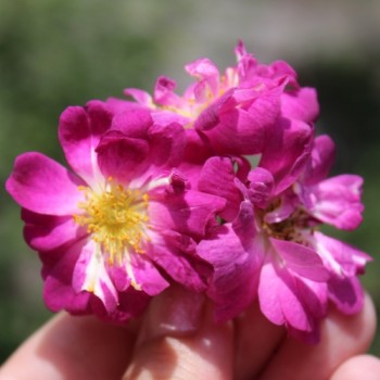 Kletterrose Veilchenblau (Pflanze)