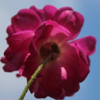 Kletterrose Veilchenblau (Pflanze)