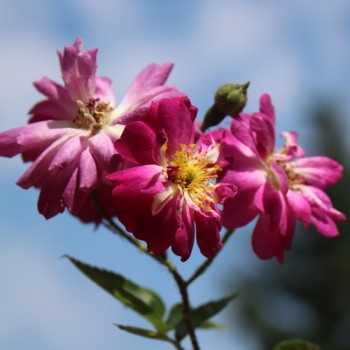 Kletterrose Veilchenblau (Pflanze)