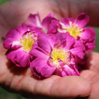 Kletterrose Veilchenblau (Pflanze)
