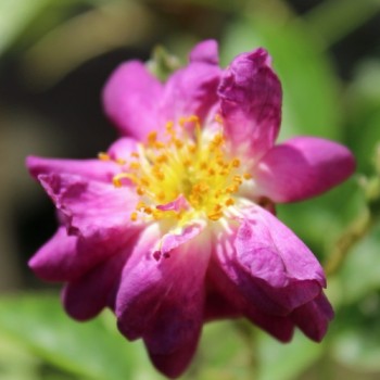 Kletterrose Veilchenblau (Pflanze)