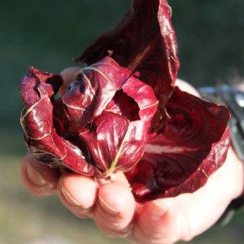 Rosen-Chicoree Goriziana o Rosa Isontina (Samen)