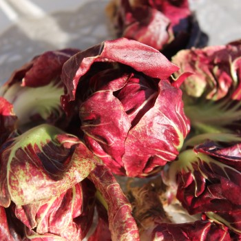 Rosen-Chicoree Goriziana o Rosa Isontina (Samen)