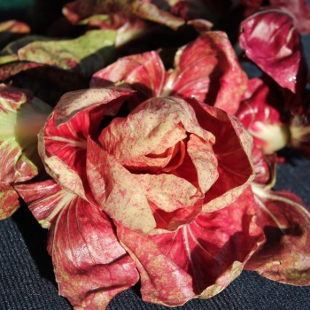 Rosen-Chicoree Goriziana o Rosa Isontina (Samen)