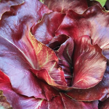 Rosen-Chicoree Goriziana o Rosa Isontina (Samen)