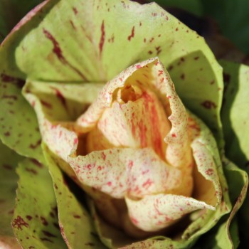 Rosen-Chicoree Kanarcek (Samen)
