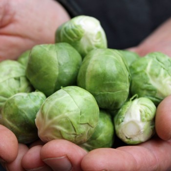Rosenkohl Roodnerf (Samen)