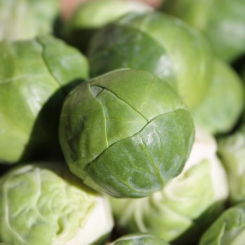 Rosenkohl Roodnerf (Samen)