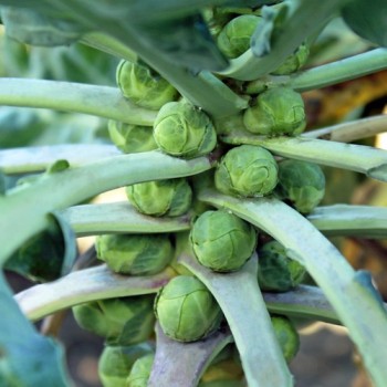 Rosenkohl Roodnerf (Samen)