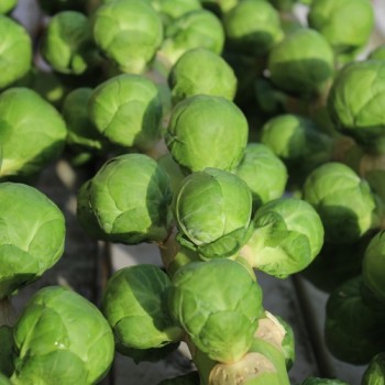 Rosenkohl Roodnerf (Samen)