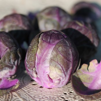 Rosenkohl rot (Samen)