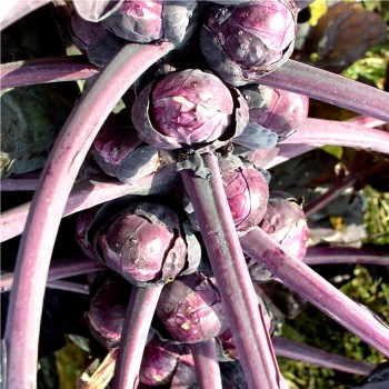 Rosenkohl rot (Samen)