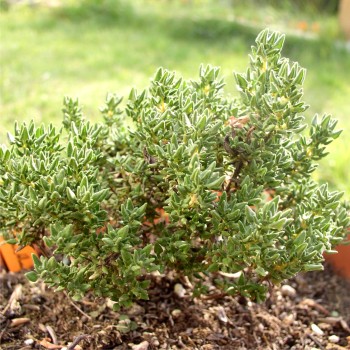 Rosenthymian (Pflanze)