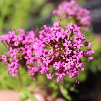 Rosenwaldmeister (Samen)