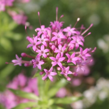 Rosenwaldmeister (Samen)