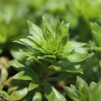 Rosenwaldmeister (Samen)