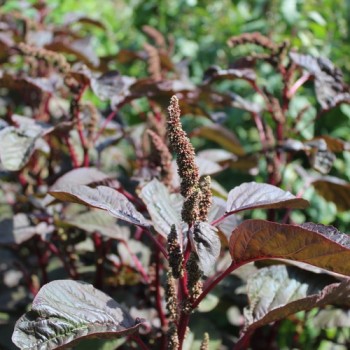 Neu! Roter Meier (Samen)