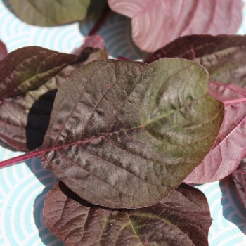 Neu! Roter Meier (Samen)