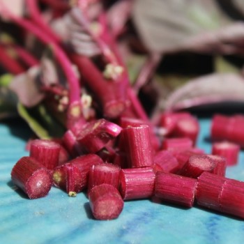 Neu! Roter Meier (Samen)