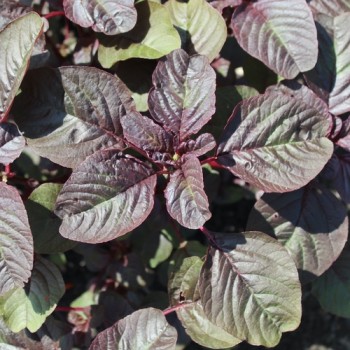 Neu! Roter Meier (Samen)