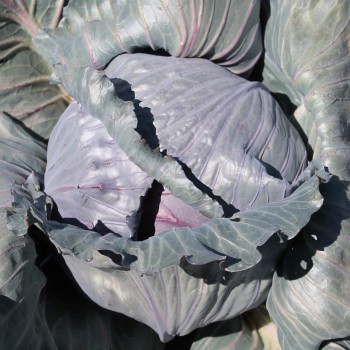 Rotkohl Cabeza Negra (Samen)